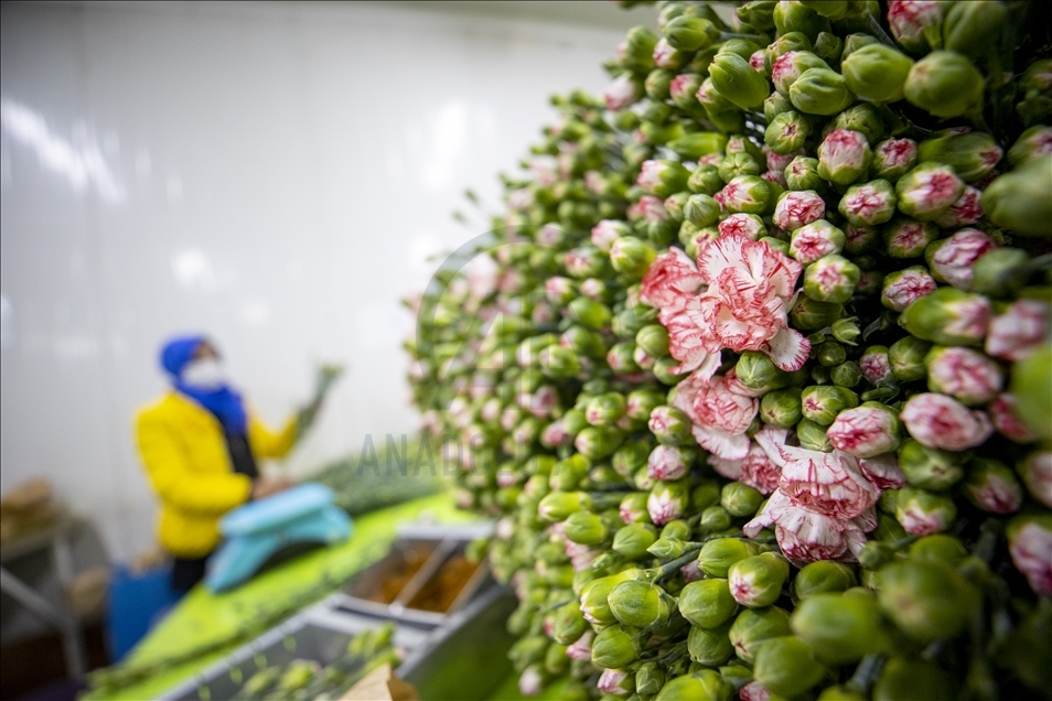 Saint Valentin: 70 millions de fleurs turques exportées vers 22 pays
