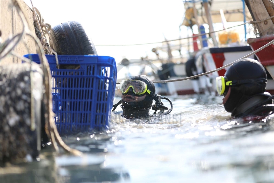 Mersin'de deniz dibi temizliği sırasında telef olmuş köpek balığı yavrusu bulundu