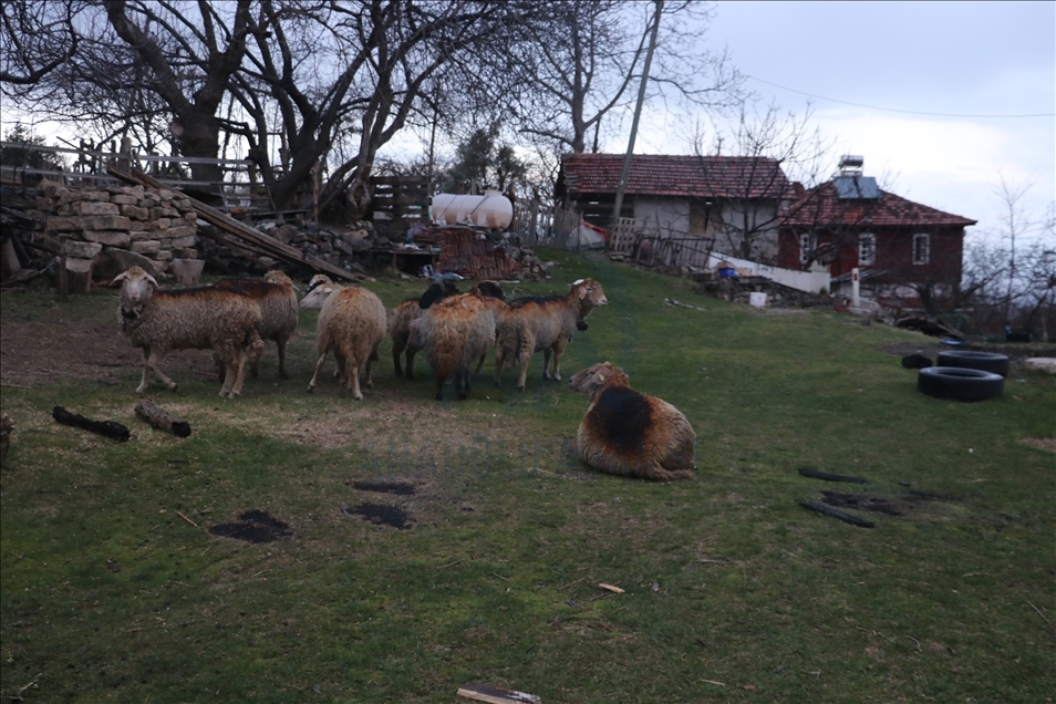 Kastamonu'da ormanlık alan ve mahallede etkili olan yangına müdahale ediliyor