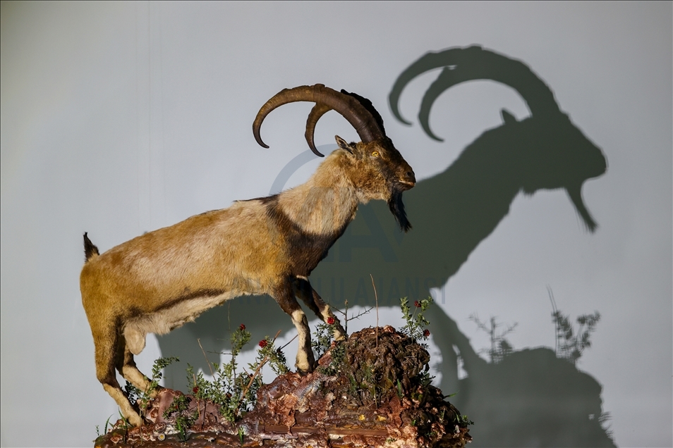 Wild animals, filled with embalming method, to be introduced at museum in Van