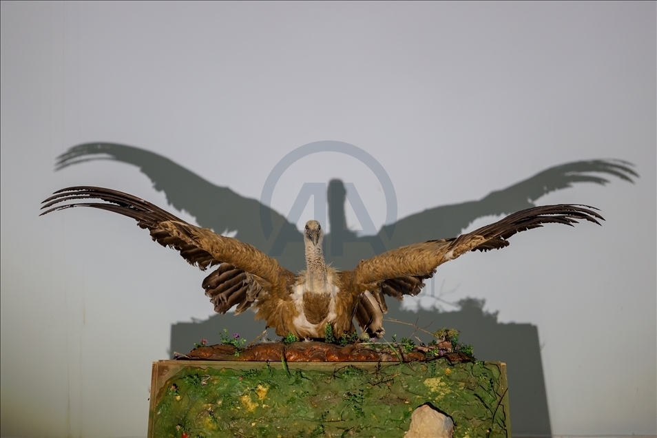 Wild animals, filled with embalming method, to be introduced at museum in Van