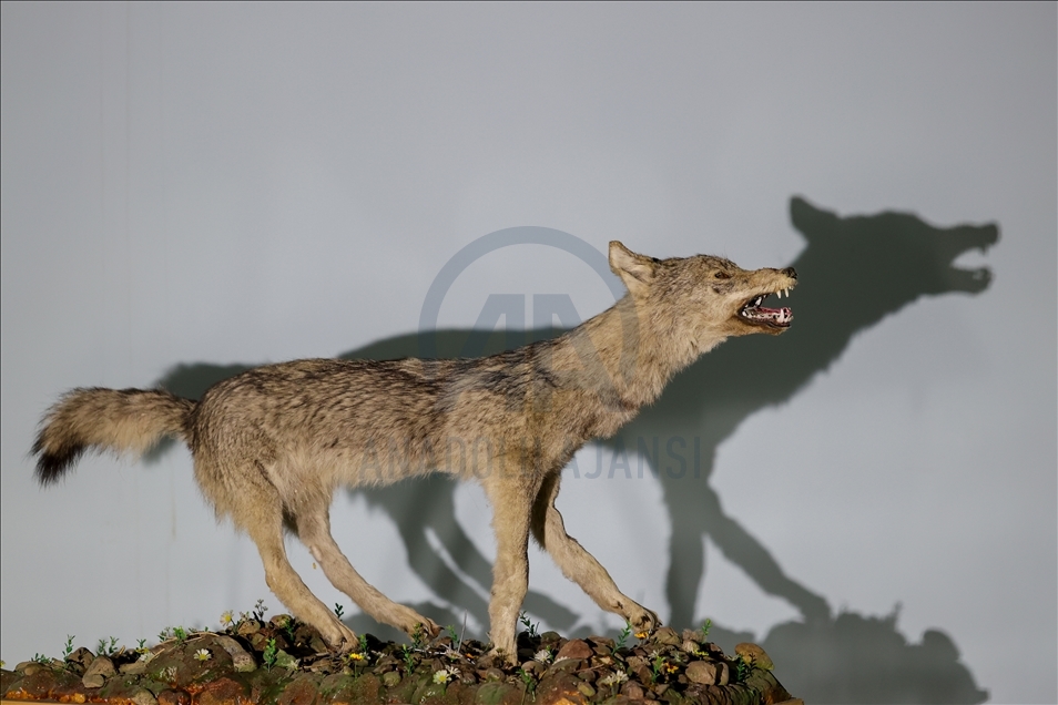 Wild animals, filled with embalming method, to be introduced at museum in Van