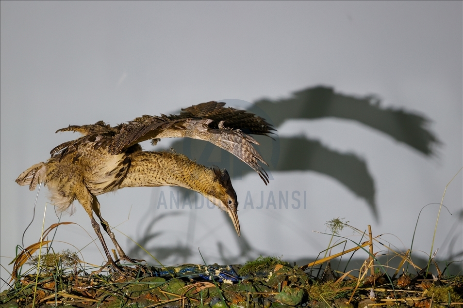 Wild animals, filled with embalming method, to be introduced at museum in Van