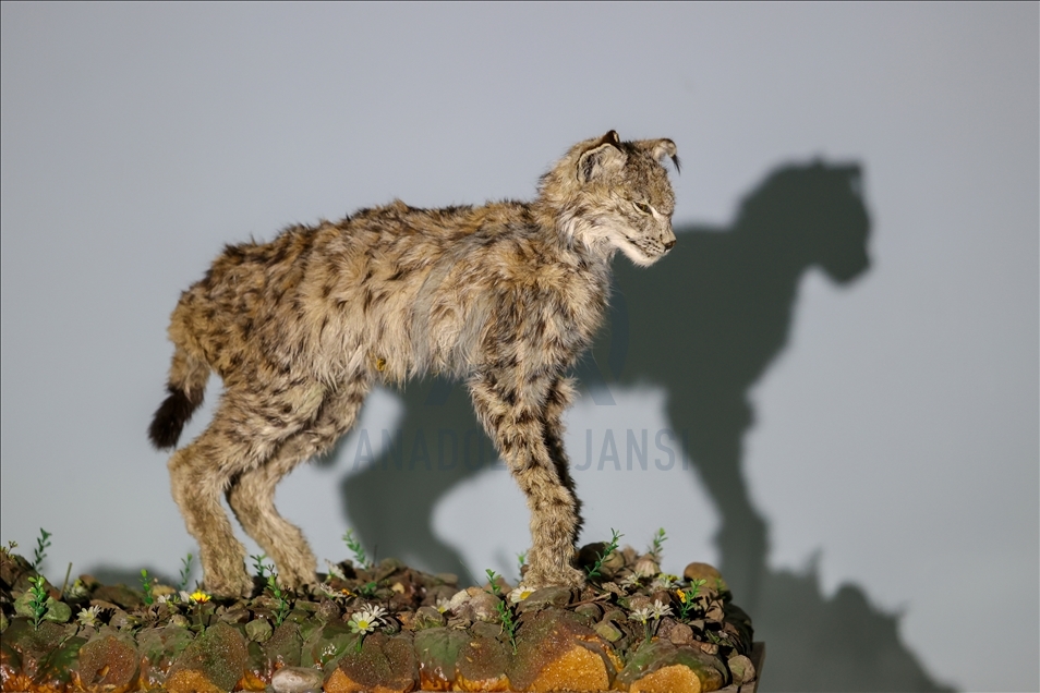 Wild animals, filled with embalming method, to be introduced at museum in Van