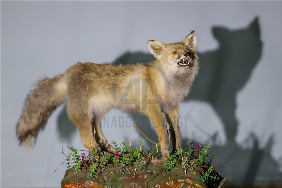 Wild animals, filled with embalming method, to be introduced at museum in Van