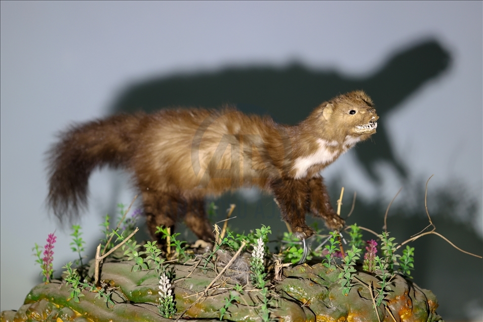 Wild animals, filled with embalming method, to be introduced at museum in Van
