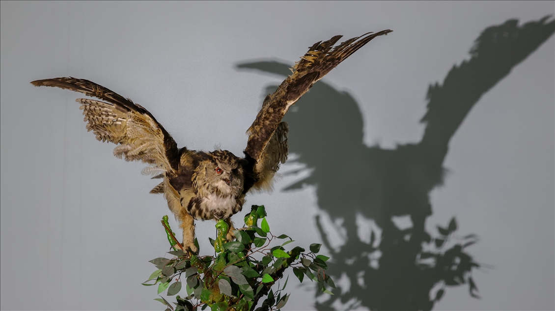 Wild animals, filled with embalming method, to be introduced at museum in Van