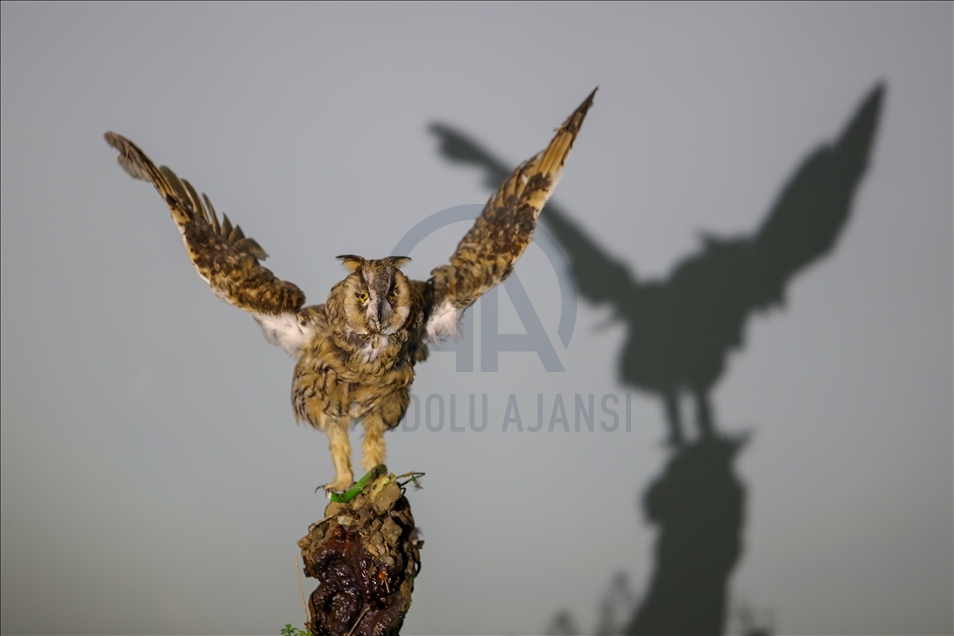 Wild animals, filled with embalming method, to be introduced at museum in Van