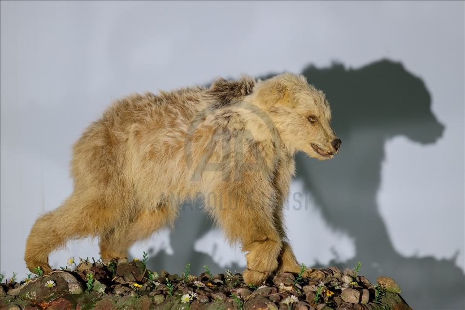 Wild animals, filled with embalming method, to be introduced at museum in Van