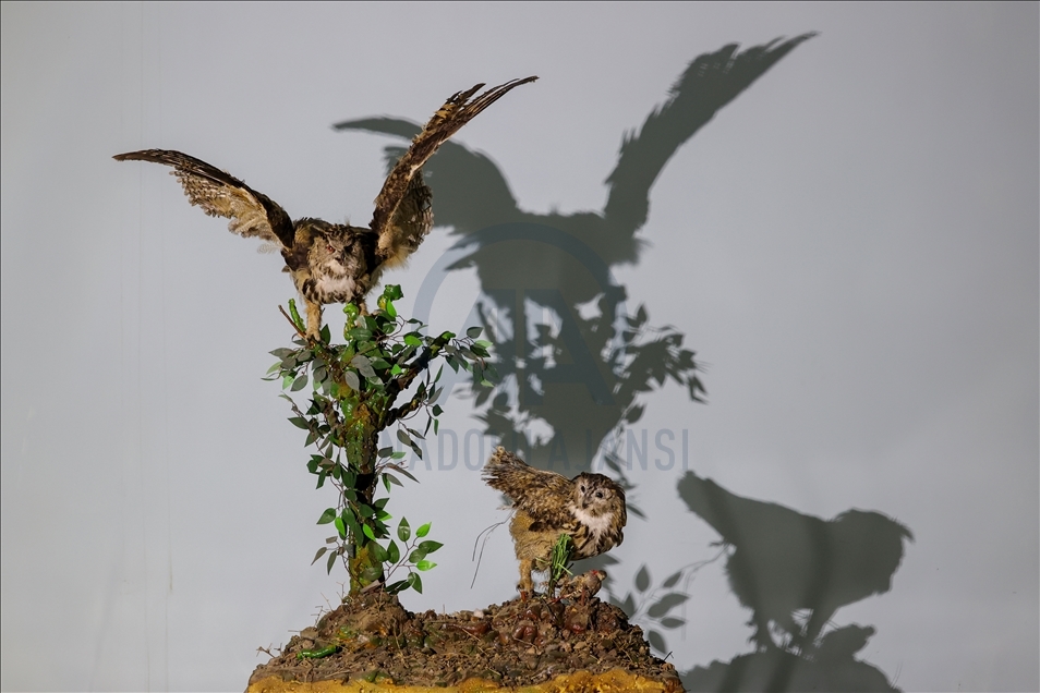 Wild animals, filled with embalming method, to be introduced at museum in Van