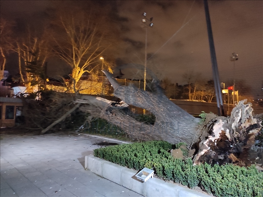 TFF'nin Beylerbeyi Tesisleri'ndeki asırlık çınar ağacı rüzgar nedeniyle devrildi