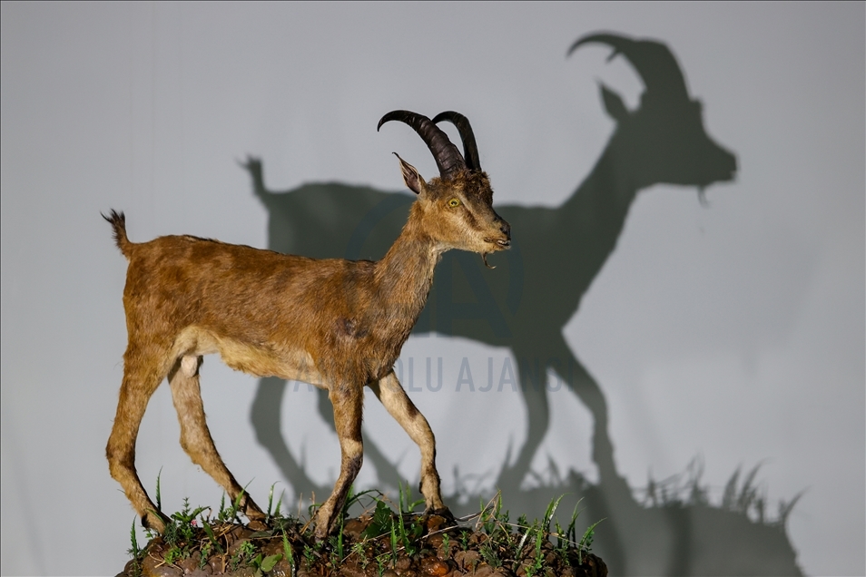 Wild animals, filled with embalming method, to be introduced at museum in Van