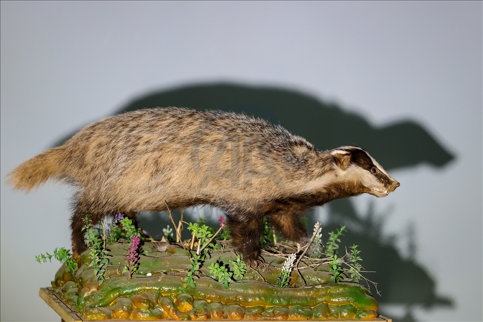 Wild animals, filled with embalming method, to be introduced at museum in Van