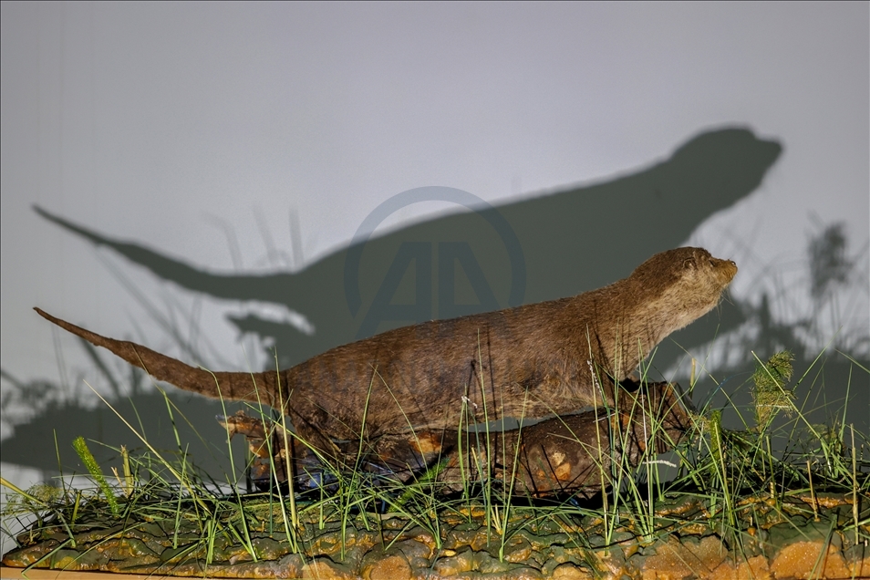 Wild animals, filled with embalming method, to be introduced at museum in Van