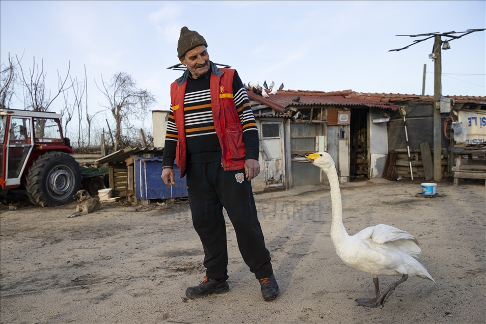Turqi, një miqësi e pazakontë mes ish-postierit dhe mjellmës që zgjat për 37 vjet