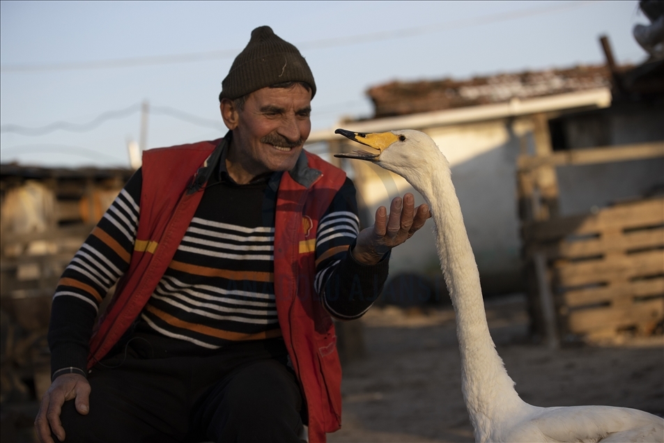 Turqi, një miqësi e pazakontë mes ish-postierit dhe mjellmës që zgjat për 37 vjet