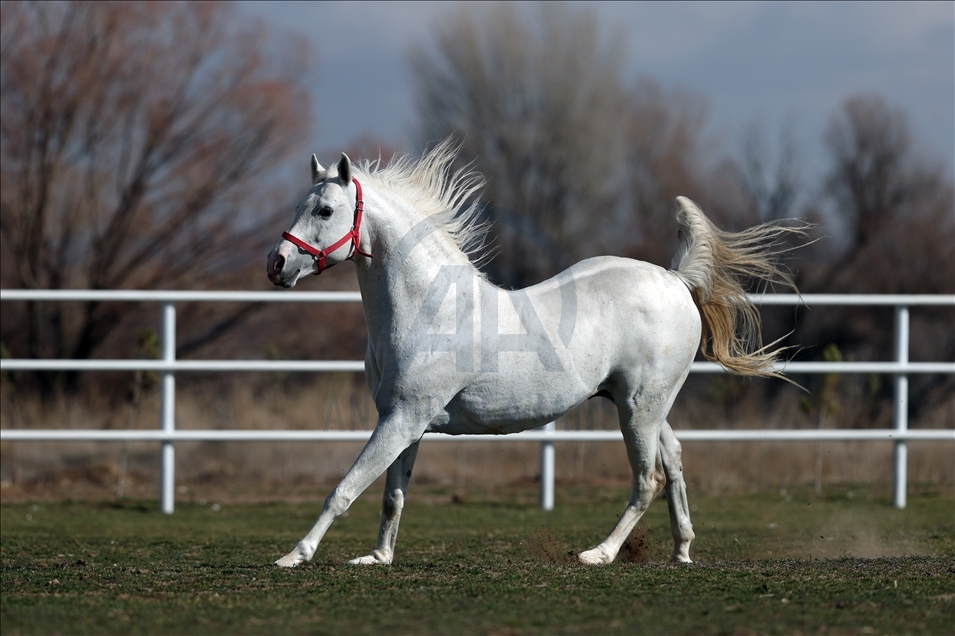 Arabian horse Turbo in Turkey's Eskisehir