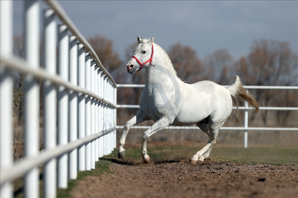 Arabian horse Turbo in Turkey's Eskisehir