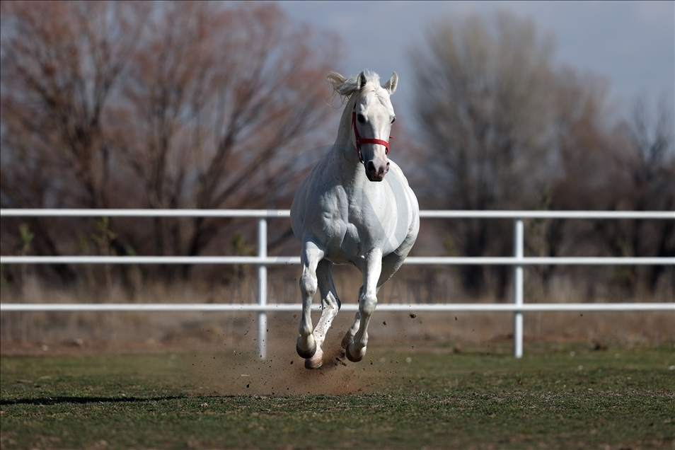 Arabian horse Turbo in Turkey's Eskisehir