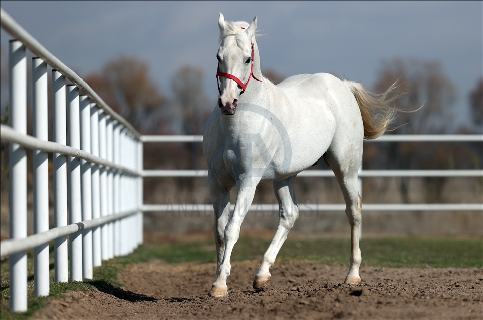 Arabian horse Turbo in Turkey's Eskisehir