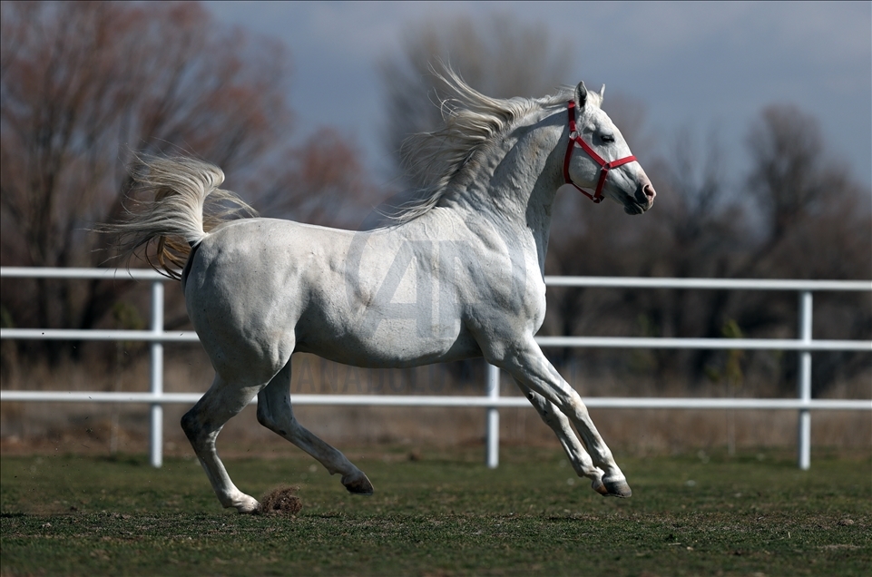 Arabian horse Turbo in Turkey's Eskisehir