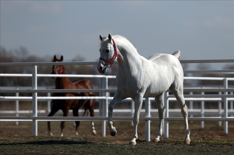 Arabian horse Turbo in Turkey's Eskisehir