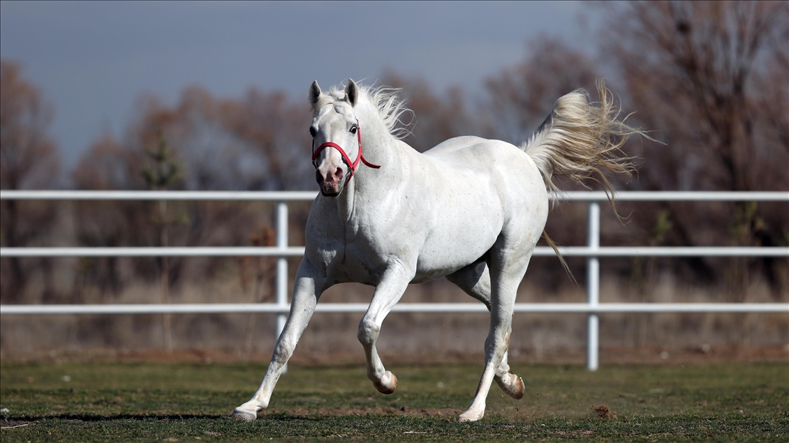 Arabian horse Turbo in Turkey's Eskisehir