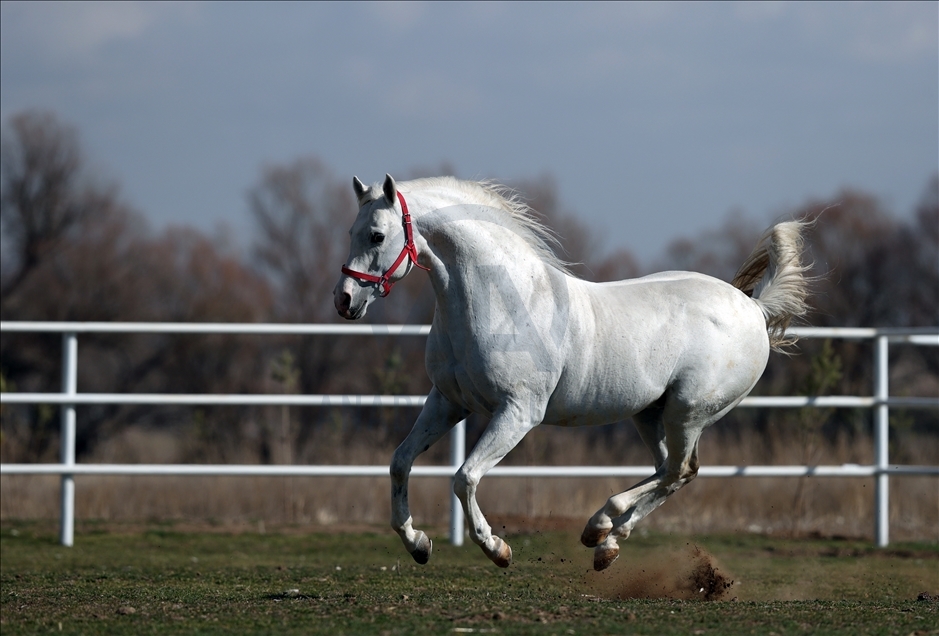 Arabian horse Turbo in Turkey's Eskisehir