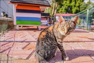 Turquie : Un "appartement pour chat" a été construit dans le sud-ouest