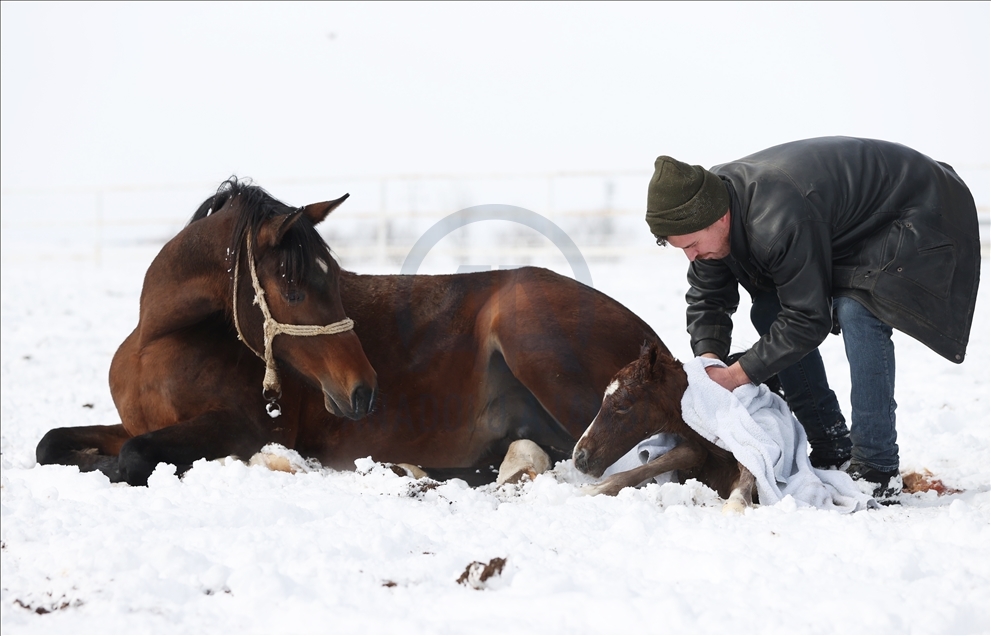Şampiyon atların yetiştirildiği tarım işletmesinde 2021'in 60. tayı kar üstünde doğdu