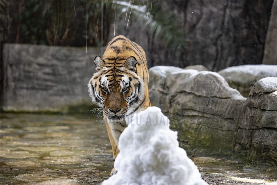 Tigers meet snow for the first time in Istanbul