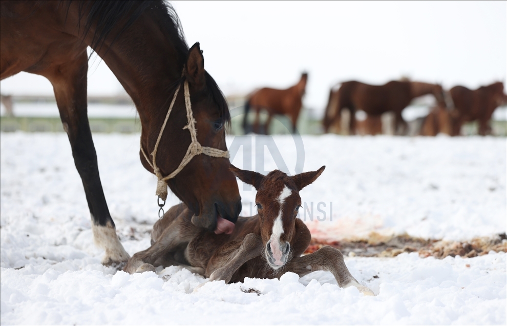 Şampiyon atların yetiştirildiği tarım işletmesinde 2021'in 60. tayı kar üstünde doğdu