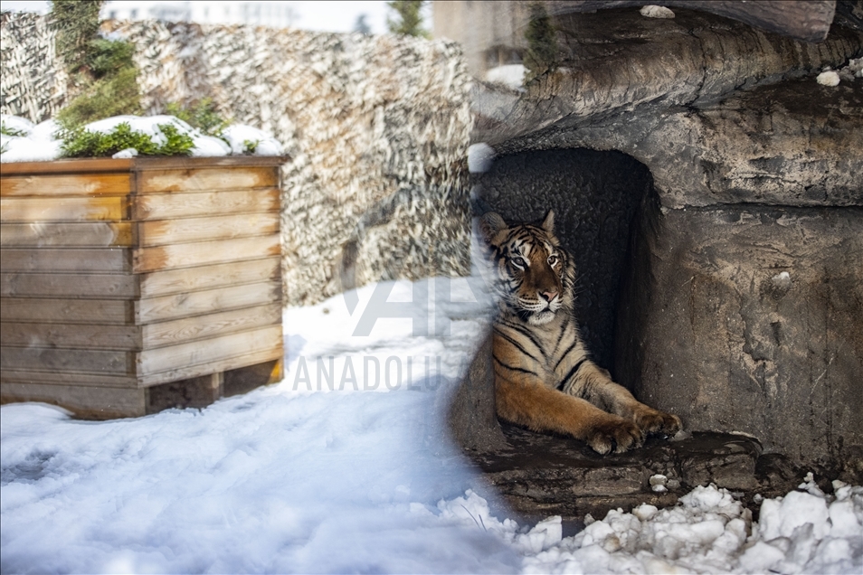 Tigers meet snow for the first time in Istanbul