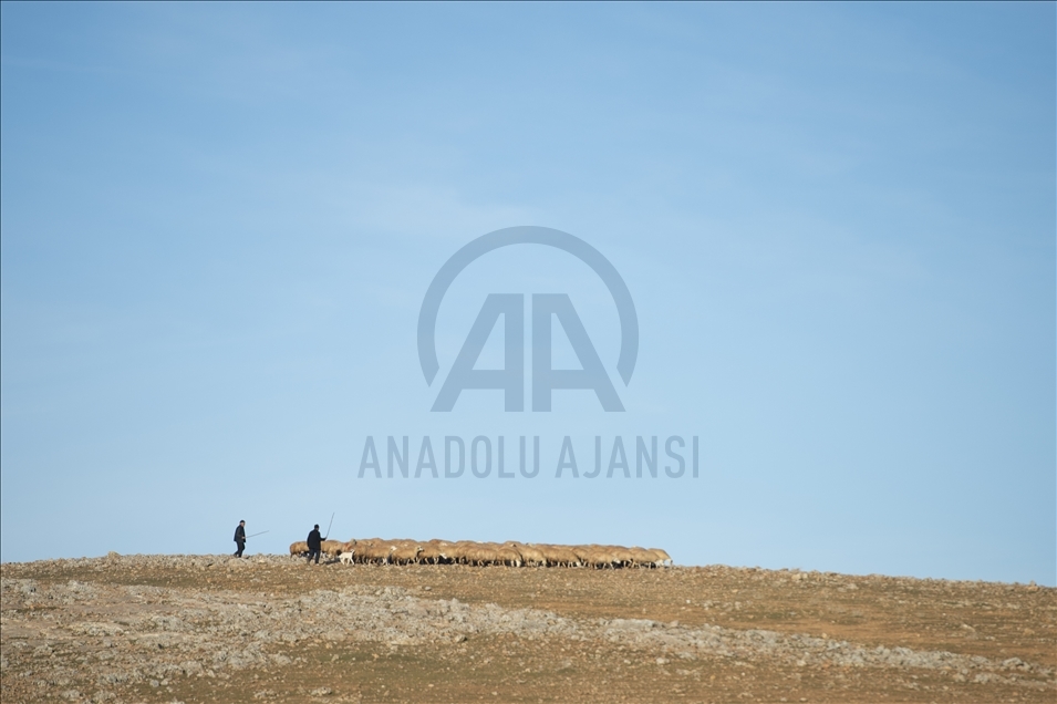 Li Tunceliyê koçer ji bo berxên xwe nobedê digirin