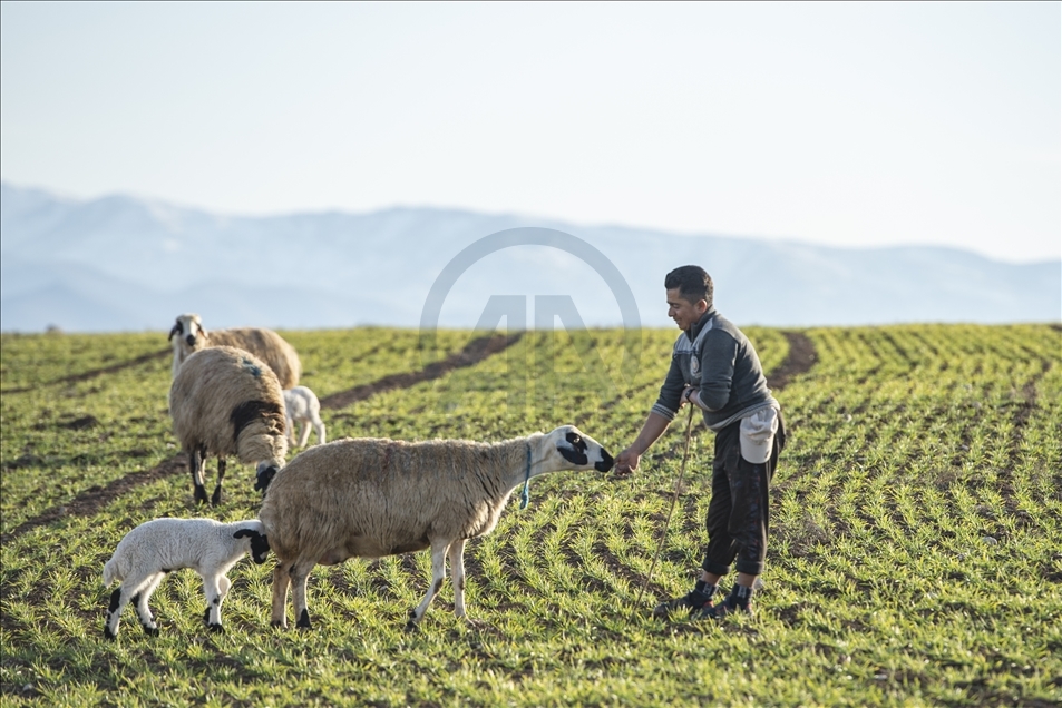Li Tunceliyê koçer ji bo berxên xwe nobedê digirin