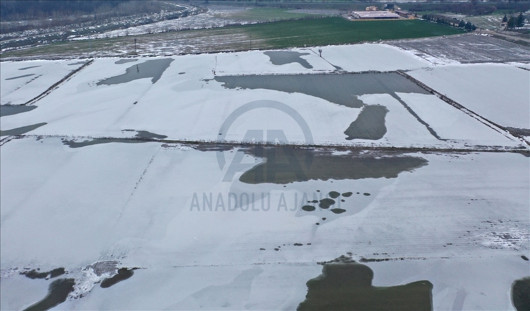 Edirne'de soğuk hava nedeniyle nehir kenarındaki tarlalar buz tuttu