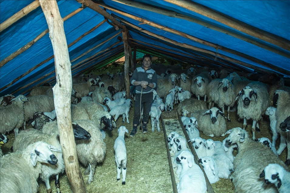 Li Tunceliyê koçer ji bo berxên xwe nobedê digirin