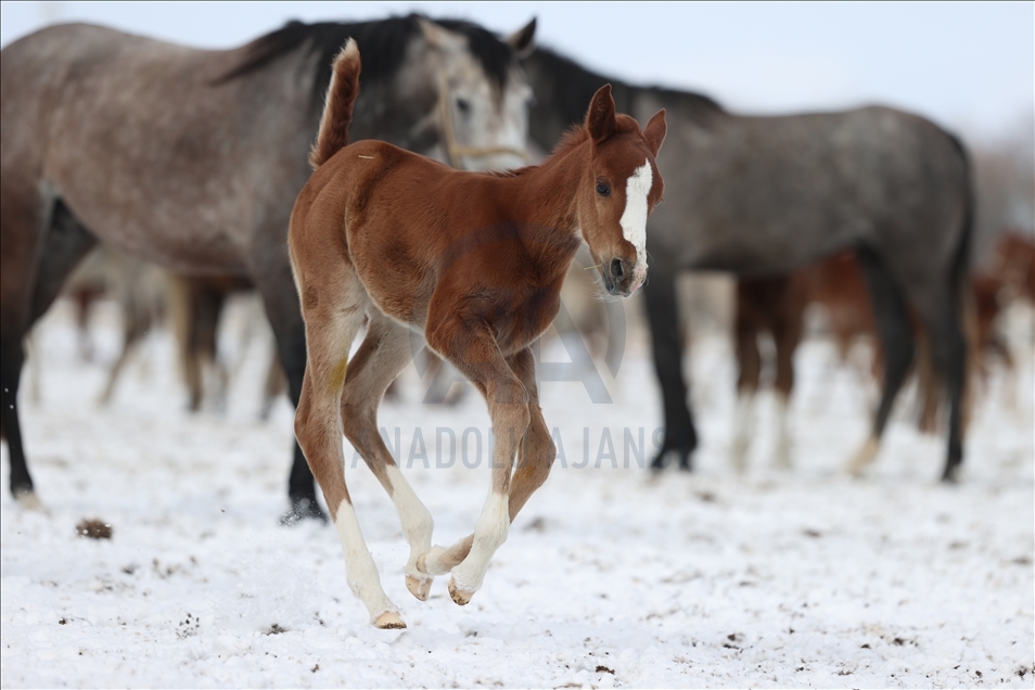 Foals in Eskisehir enjoy snow for the first time