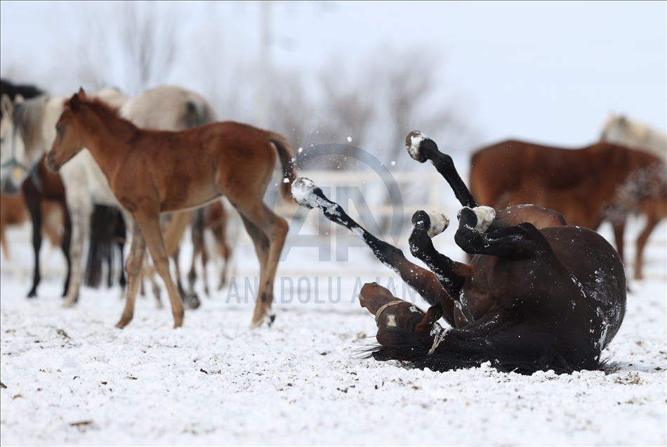 Foals in Eskisehir enjoy snow for the first time