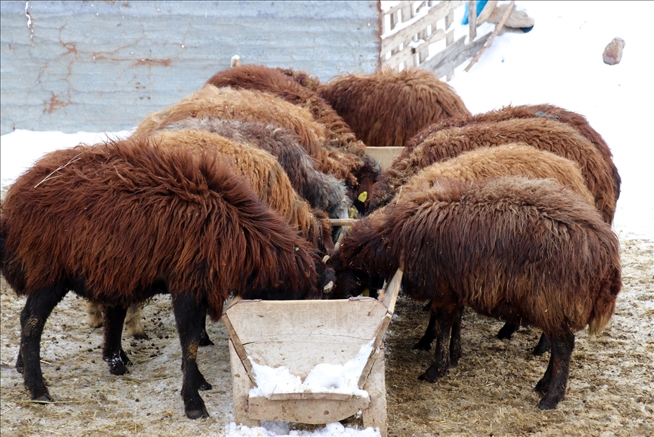 Ağrı'da devlet desteğiyle koyun sahibi olan besicilerin "kuzu" sevinci