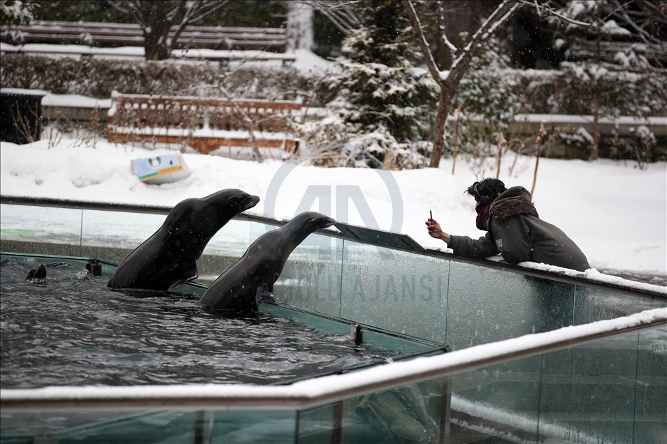 Central Park Hayvanat Bahçesi kar yağışı sonrası beyaza büründü