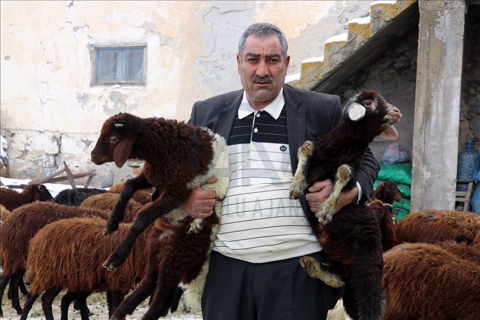 Ağrı'da devlet desteğiyle koyun sahibi olan besicilerin "kuzu" sevinci