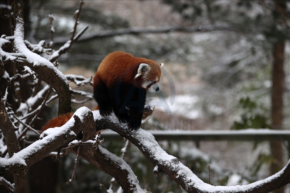 Central Park Hayvanat Bahçesi kar yağışı sonrası beyaza büründü