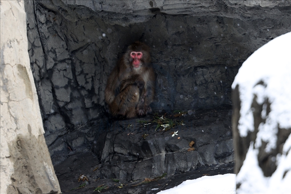 Central Park Hayvanat Bahçesi kar yağışı sonrası beyaza büründü