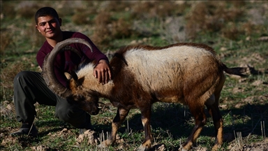 خۆشەویستی شوانێکی گەرمیانی بۆ کەڵەکێوییەک