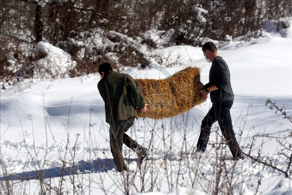 Bolu Dağı'ndaki yılkı atlarına yem bırakıldı