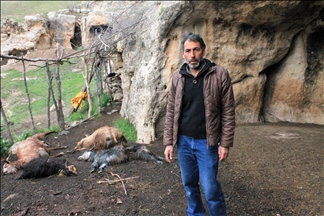 Li Şirnexê perwaneya guran ket nava bira bizinan û 25 bizin xeniqandin