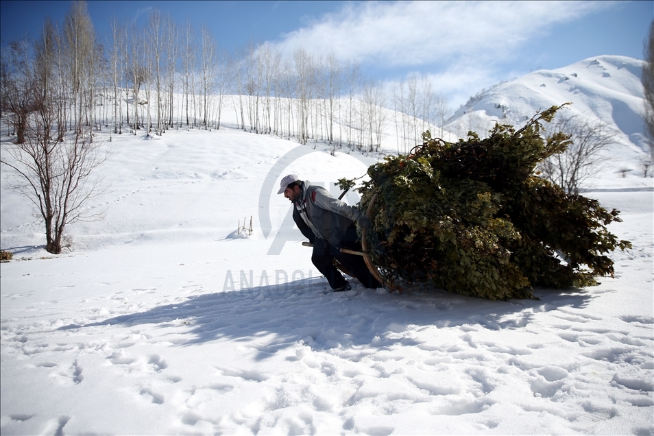 Bitlis'te besiciler dik yamaçlardan kızakla taşıdıkları ağaç dallarıyla hayvanlarını besliyor