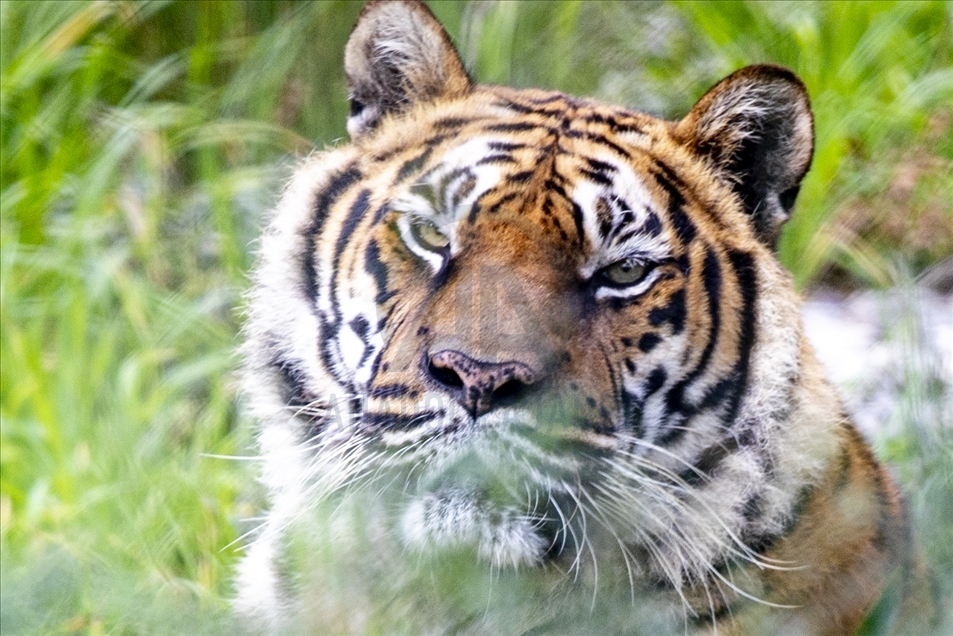 Antalya Hayvanat Bahçesi turizm sezonuna hazır