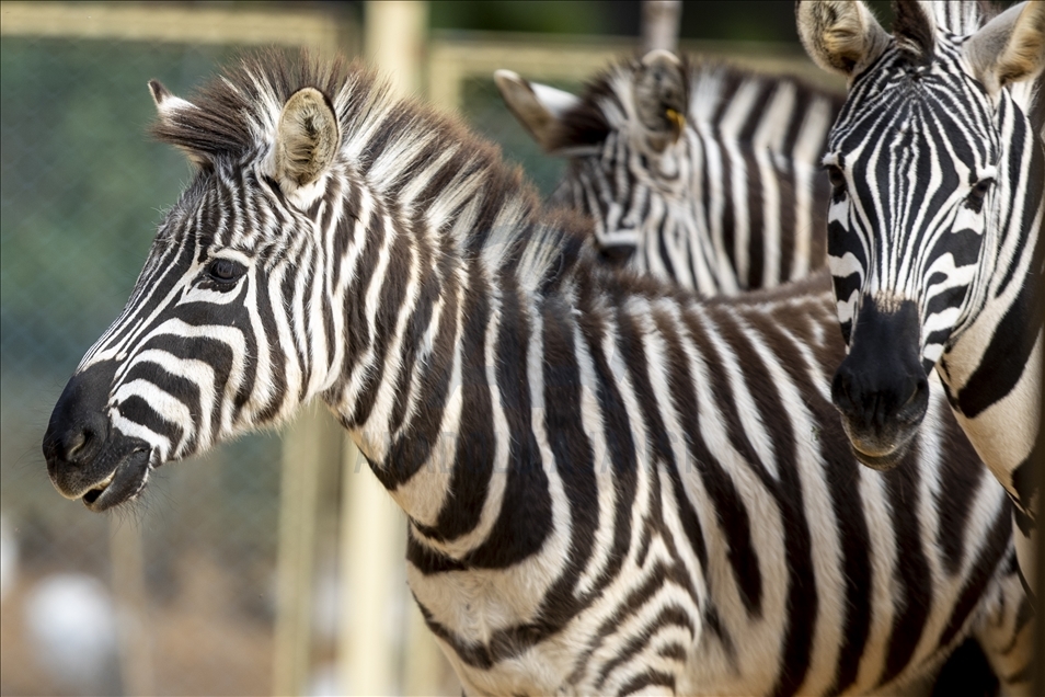 Зоопарк в Анталье готов к открытию сезона
